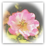 A Pink Beauty! by Starglow, photography->flowers gallery