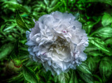 A Peonie For Your Thoughts HDR by vangoughs, Photography->Manipulation gallery