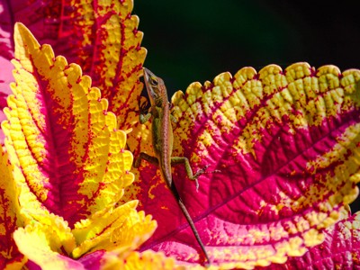 Click here to view at full resolution.