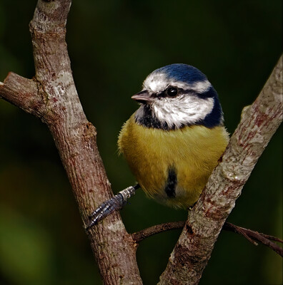 Click here to view at full resolution.