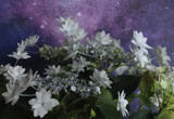 In The Stars by jerseygurl, photography->flowers gallery