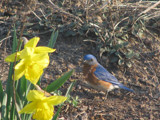 Lil' Blue #3 by HylianPrincess1985, Photography->Birds gallery