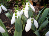 Snowdrops by sunnymay, Photography->Flowers gallery