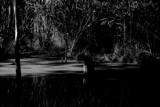 BNW Reflections by JayMxPhotography, photography->landscape gallery