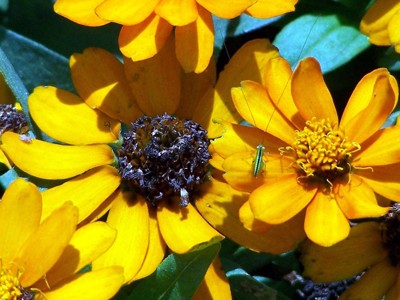 Click here to view at full resolution.