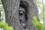 Raccoons In Hiding by skunkyjoe, photography->animals gallery