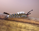 Strangest of Creatures 2 by PatAndre, photography->insects/spiders gallery
