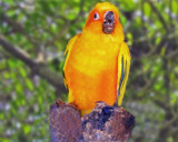 Sun Parakeet by Ramad, Photography->Birds gallery