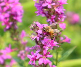 Bee Purple by Tomeast, photography->nature gallery