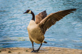 Goose Strut by bfrank, photography->birds gallery