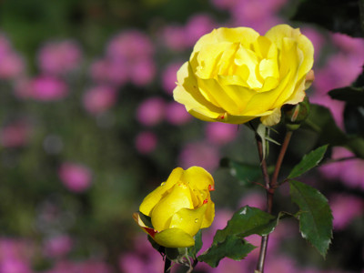 Click here to view at full resolution.