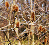 Cockle Burr by trixxie17, photography->nature gallery