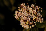 Tiny flowers' sunbath by elektronist, photography->flowers gallery