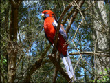 Crimson Rosella  (Platycercus elegans) by LynEve, Photography->Birds gallery