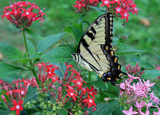 A Tiger In The Garden by jerseygurl, photography->butterflies gallery