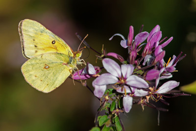 Click here to view at full resolution.