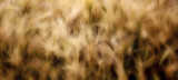 Foxtails by doughlas, photography->manipulation gallery