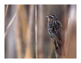 Hidden In The Reeds by gerryp, Photography->Birds gallery