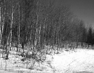 Click here to view at full resolution.