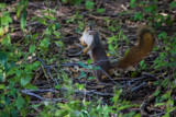 I'm Good at Catching Folk with Their Mouths Full by Pistos, photography->animals gallery