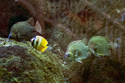 Click here to view at full resolution.