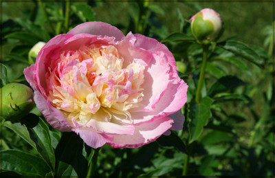 Click here to view at full resolution.