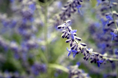 Click here to view at full resolution.