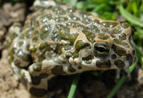 Just a frog by matrafox, Photography->Animals gallery