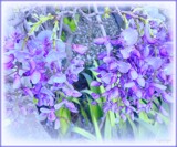 Wisteria by LynEve, photography->flowers gallery