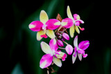 Orchid On Display by tigger3, photography->flowers gallery