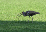 Doing a Jig In The Jaws Of Death by PatAndre, photography->birds gallery