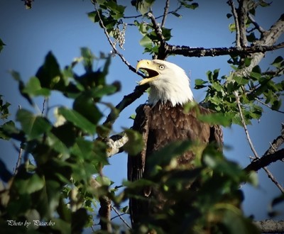 Click here to view at full resolution.