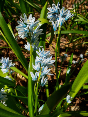 Click here to view at full resolution.