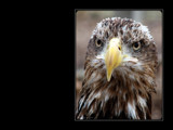 Bald Eagle  Juvenile by Hottrockin, Photography->Birds gallery