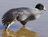 Coot at Fain Park by legster69, Photography->Birds gallery