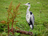 Heron 2 by rvdb, photography->birds gallery