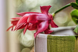 The Thanksgiving cactus is a wee bit early... by nanadoo, photography->flowers gallery