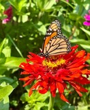 The Monarch by tigger3, photography->butterflies gallery