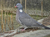 Stock Dove by Ramad, photography->birds gallery