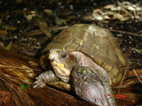 Three Toad tort on the top and Easterox Turtle on the bottom by JDR, Photography->Animals gallery