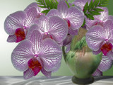 Marilyn's Orchids! by marilynjane, Rework gallery