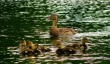 france and switzerland holidays 196 by gaeljet2, Photography->Birds gallery