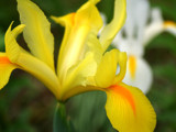 A bright Yellow Sundress... by metpin777, Photography->Flowers gallery