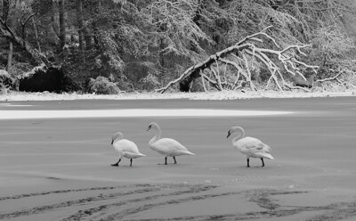 Click here to view at full resolution.