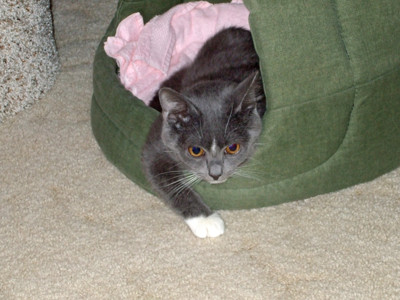 Click here to view at full resolution.