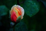 Rosebud in rain by elektronist, photography->flowers gallery