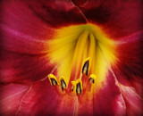 A Bloom for Friday by Starglow, photography->flowers gallery