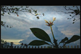 Late Bloomer by kindred_spirit, Photography->Flowers gallery