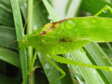 Singing in the Rain by ImmortalSun, Photography->Insects/Spiders gallery
