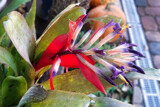 Bromeliad Flower #2 by Rahjure, photography->flowers gallery